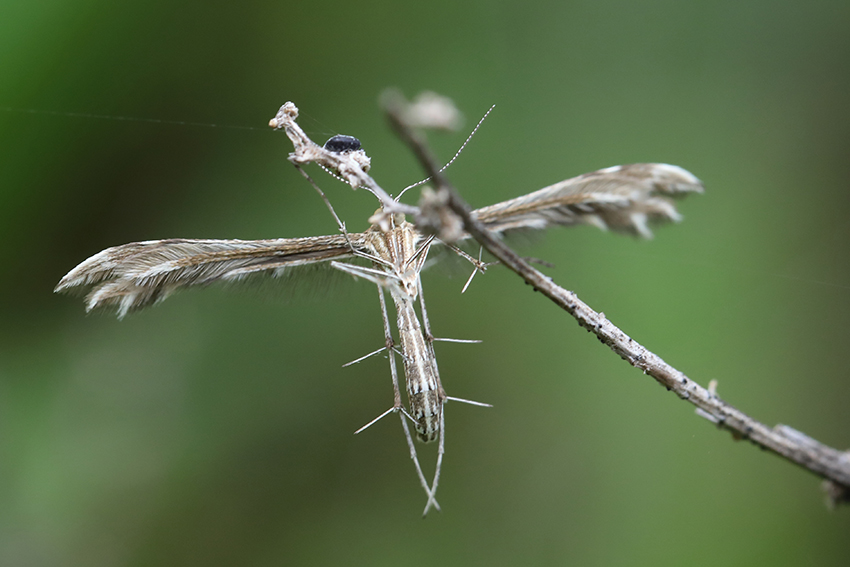 Pterophoridae da determinare